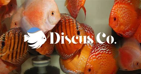 Discus Fish for Sale Online USA .